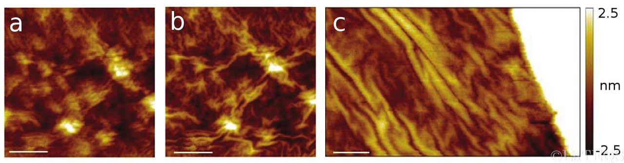 Rippling of graphene induced by STM tip.